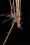 Woollyfruit sedge